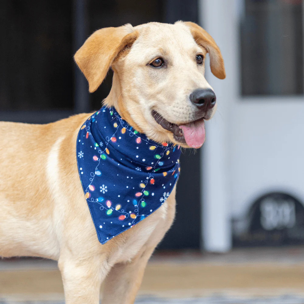 Christmas Lights - Pet Bandana Holiday Lounge