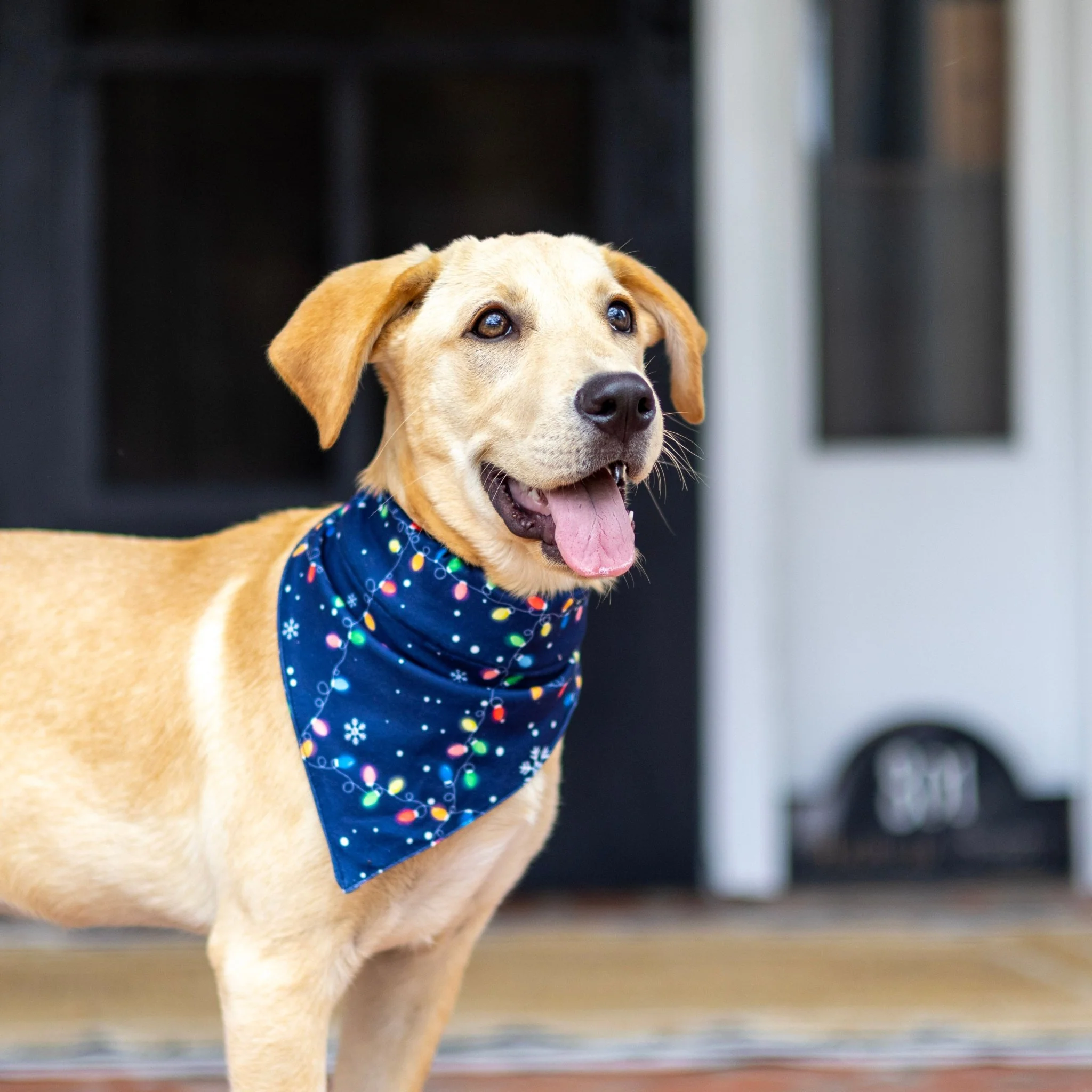 Christmas Lights - Pet Bandana Holiday Lounge - Image 3