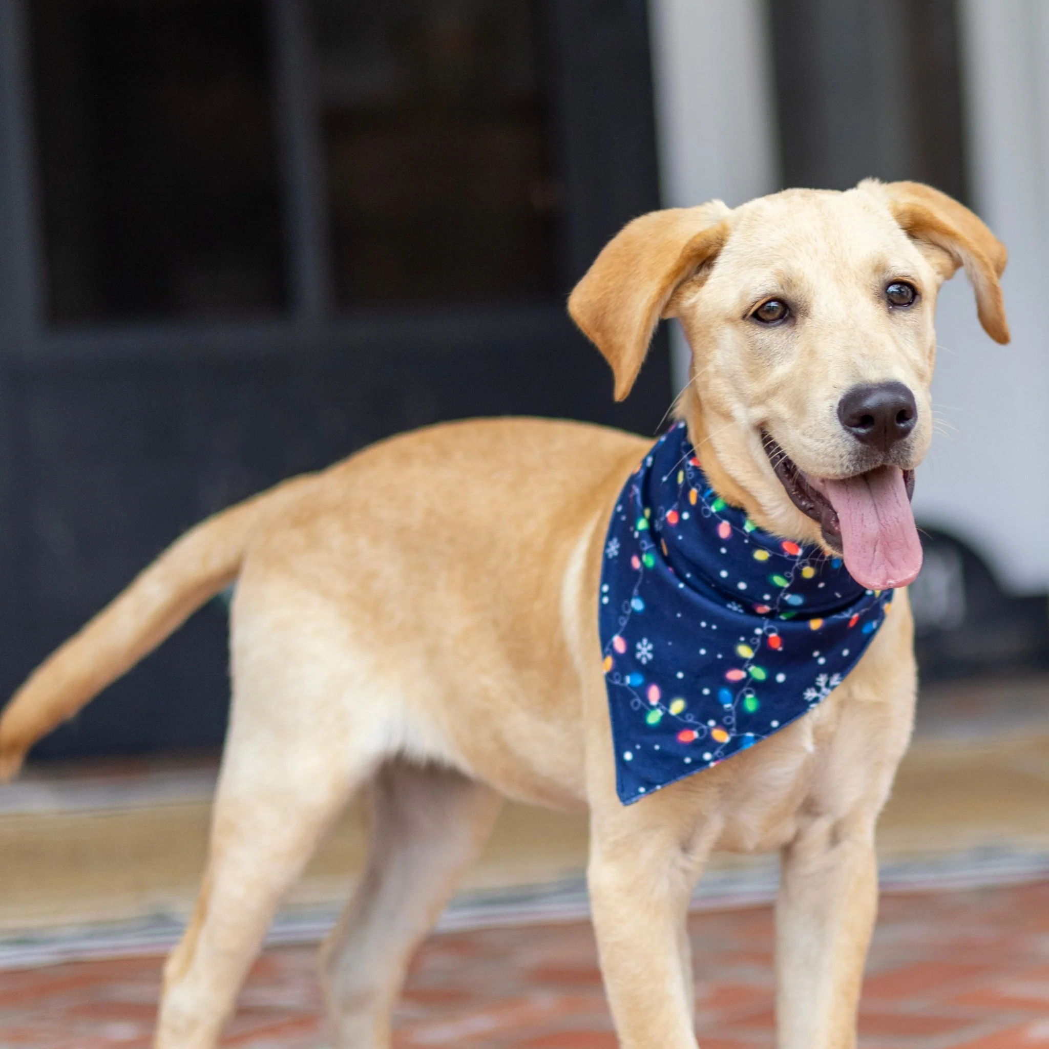 Christmas Lights - Pet Bandana Holiday Lounge - Image 4