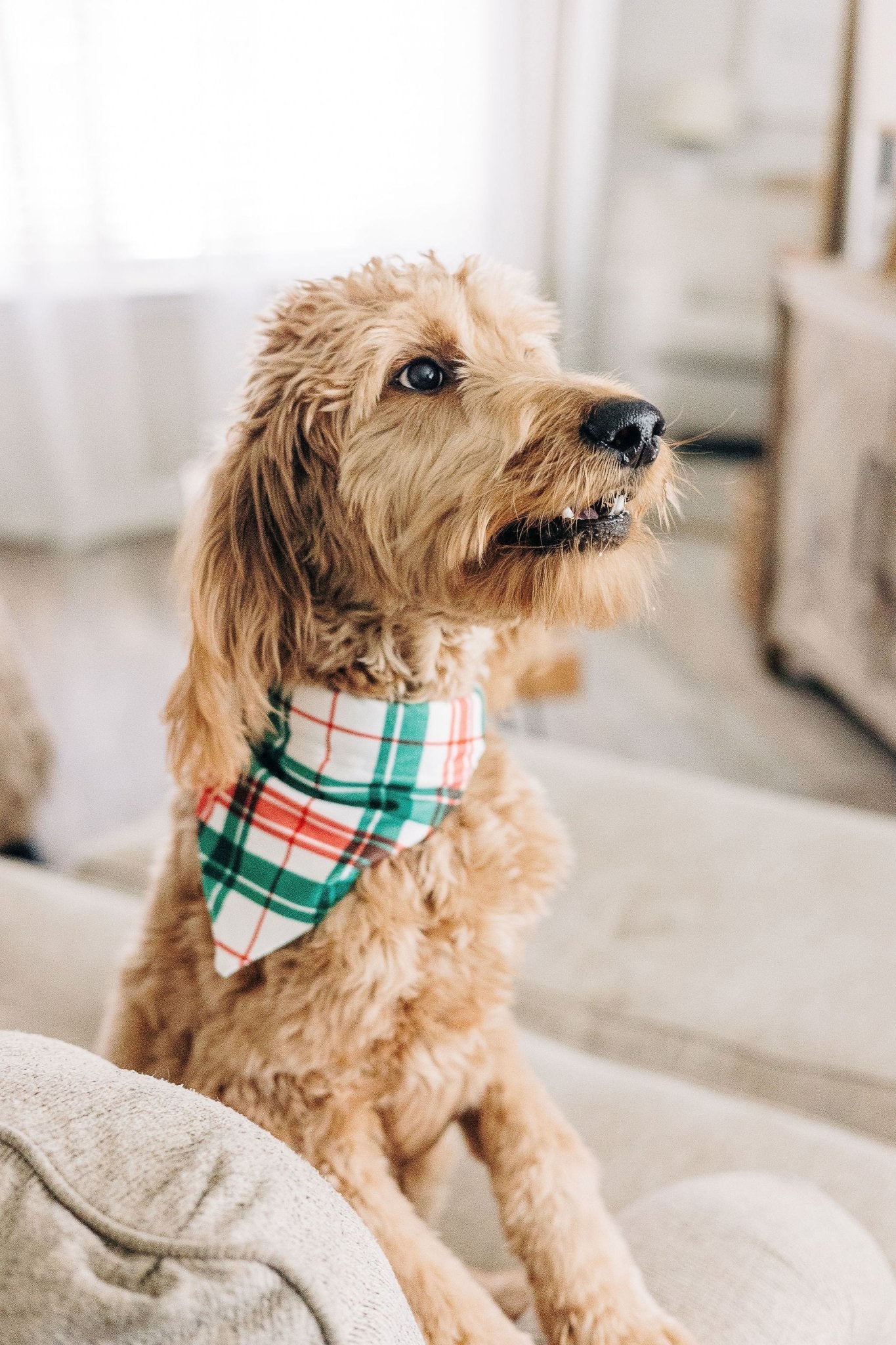 Christmas Plaid - Pet Bandana Holiday Lounge - Image 3