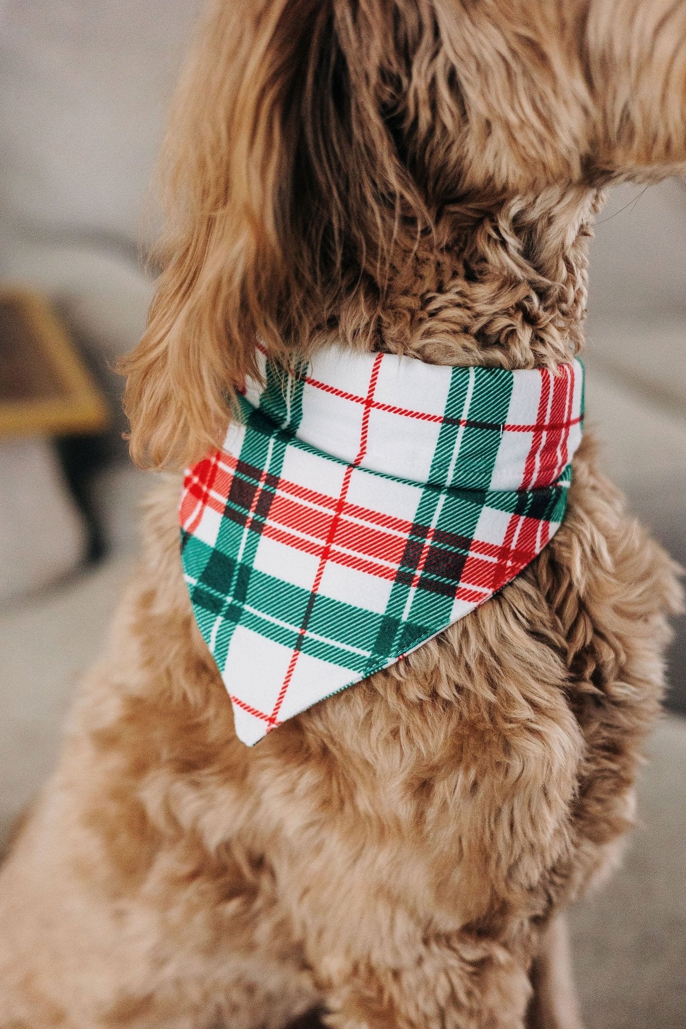 Christmas Plaid - Pet Bandana Holiday Lounge - Image 4