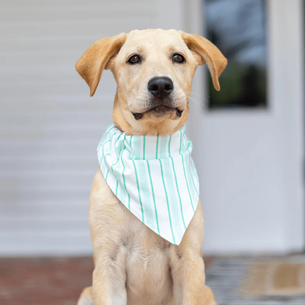 Green Stripe - Pet Bandana Holiday Lounge