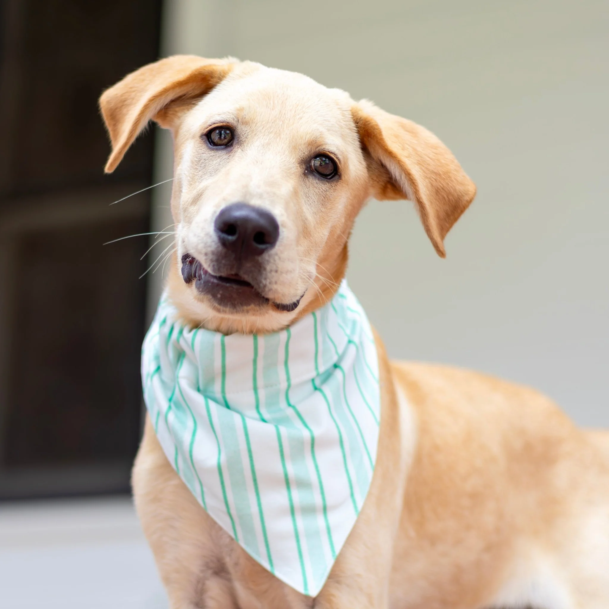 Green Stripe - Pet Bandana Holiday Lounge - Image 2