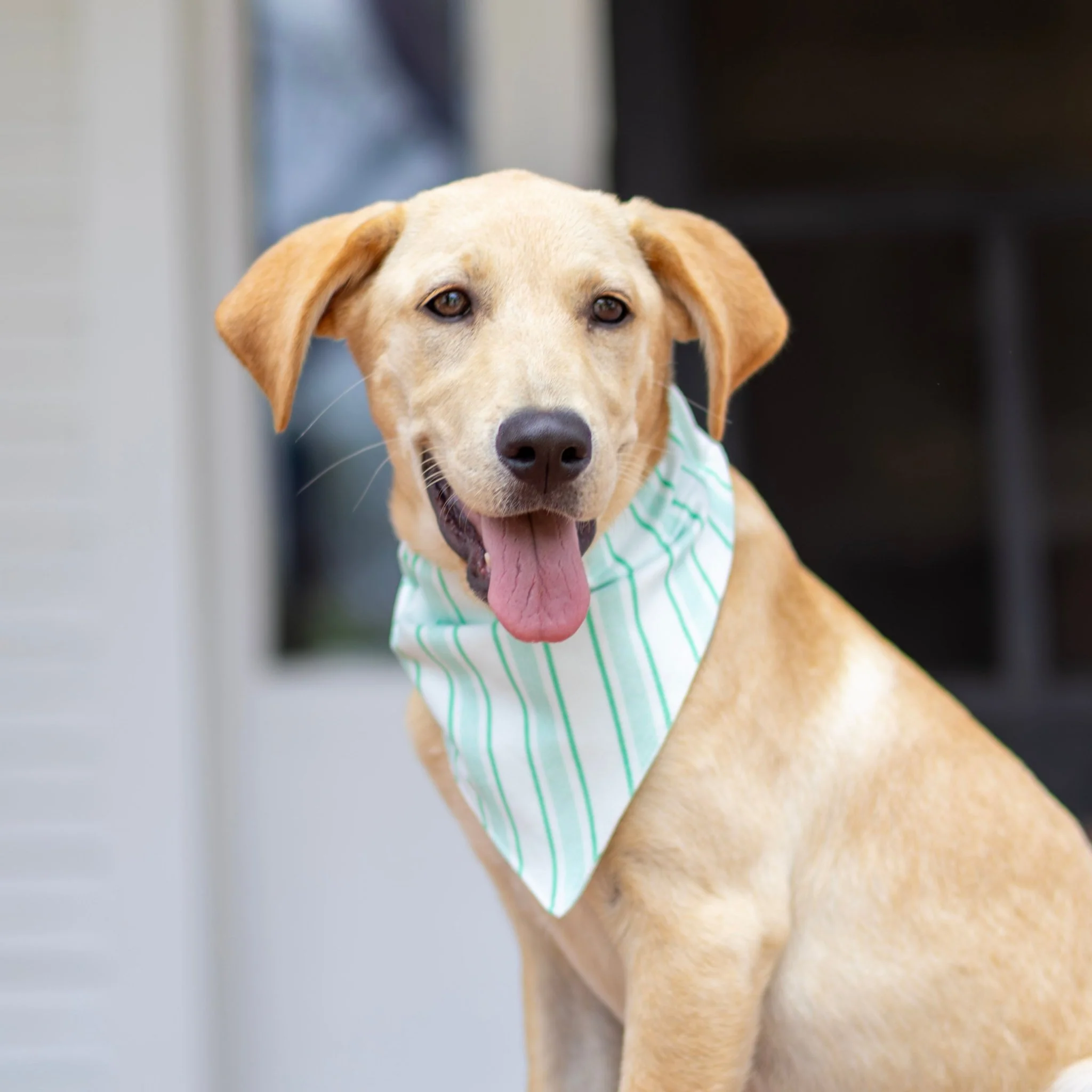 Green Stripe - Pet Bandana Holiday Lounge - Image 3