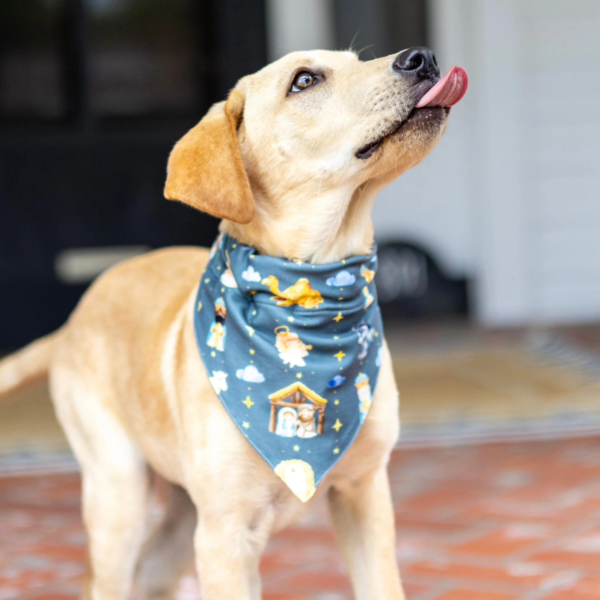 Manger - Pet Bandana Holiday Lounge - Image 2