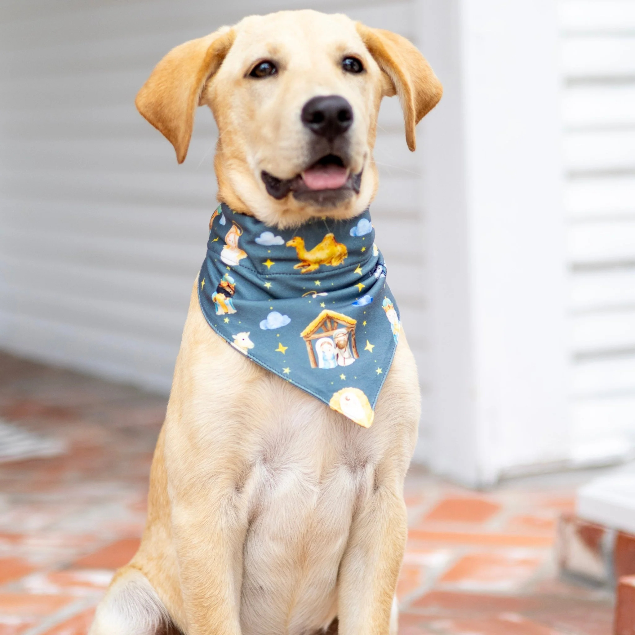 Manger - Pet Bandana Holiday Lounge - Image 3