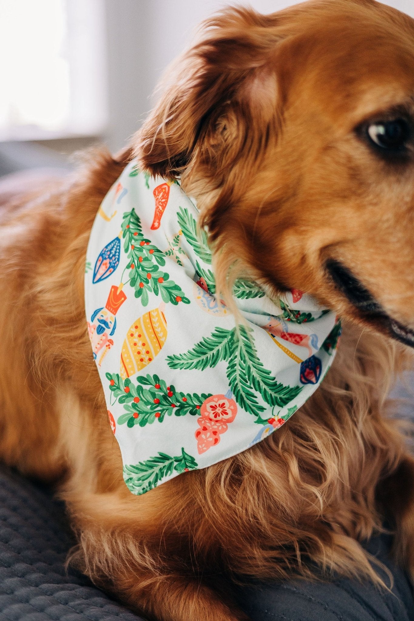 Nutcracker - Pet Bandana Holiday Lounge - Image 3