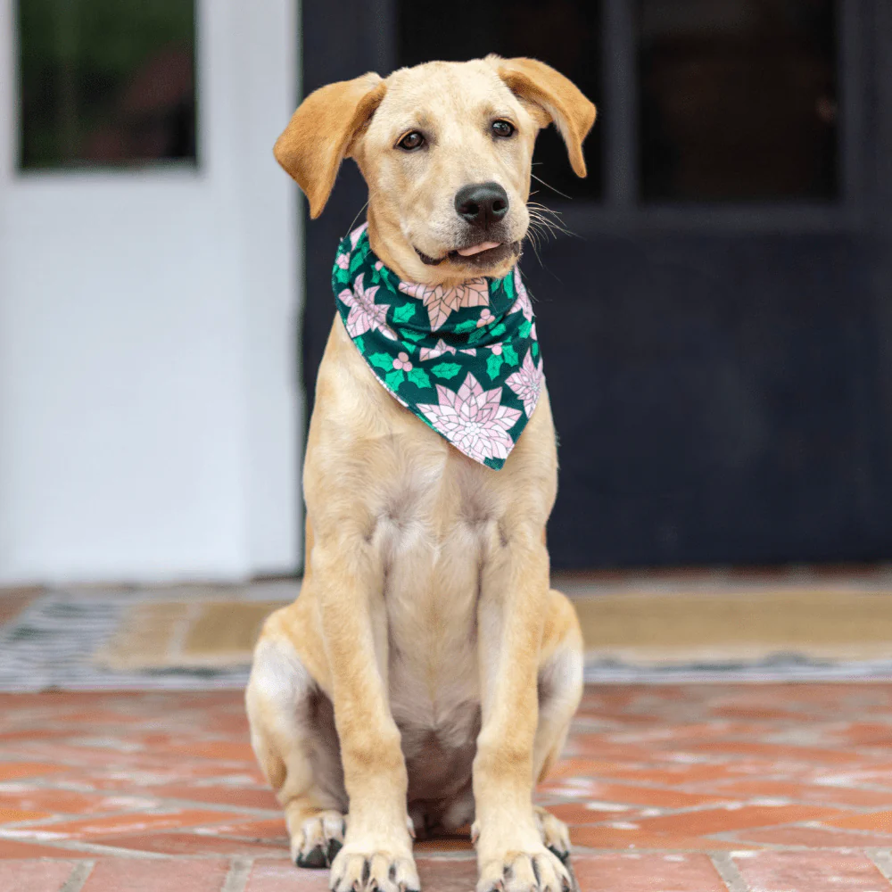 Poinsettia - Pet Bandana Holiday Lounge