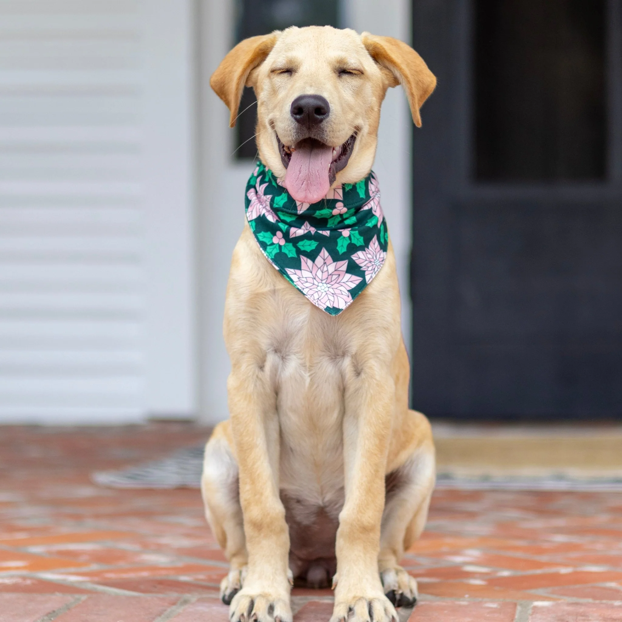 Poinsettia - Pet Bandana Holiday Lounge - Image 2