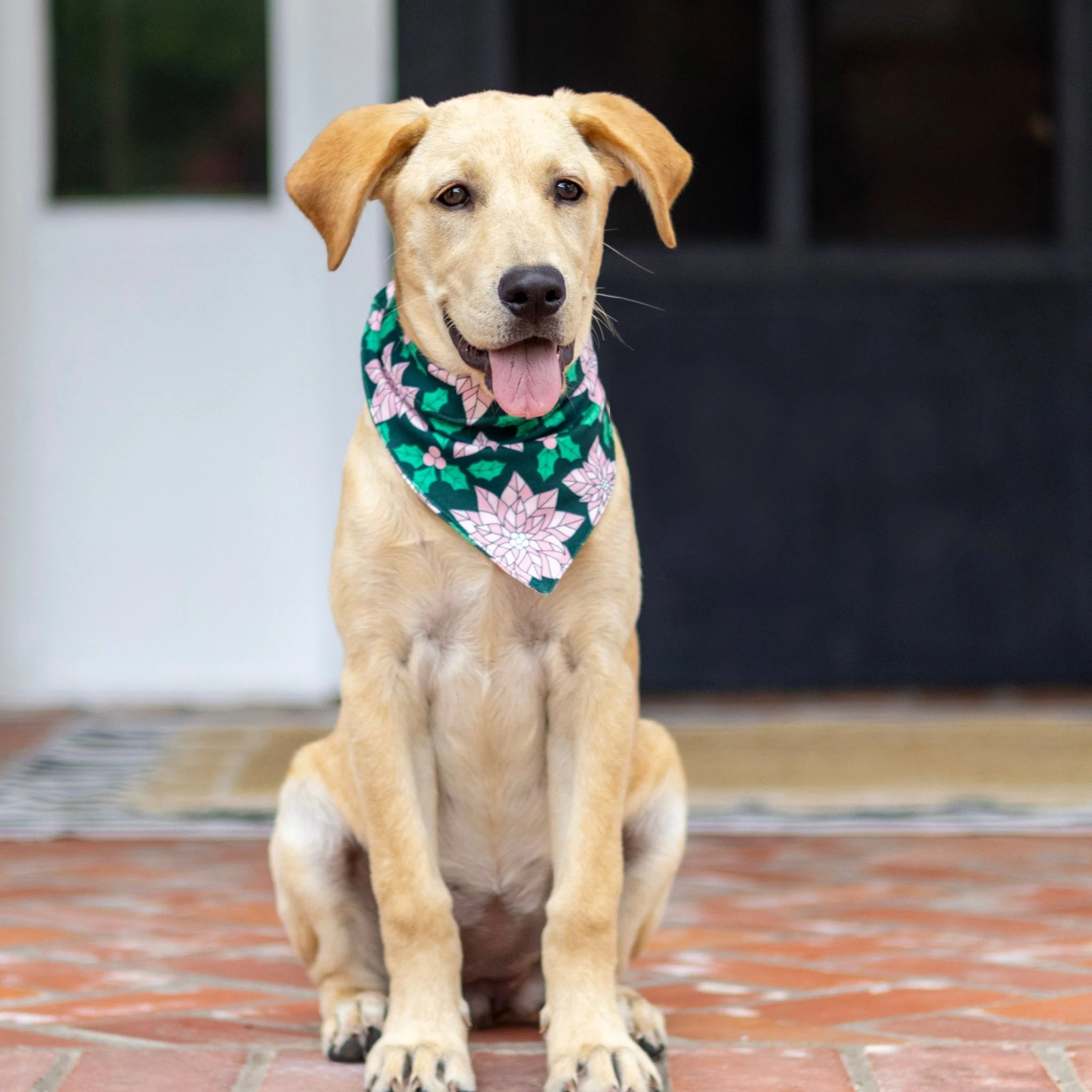 Poinsettia - Pet Bandana Holiday Lounge - Image 3