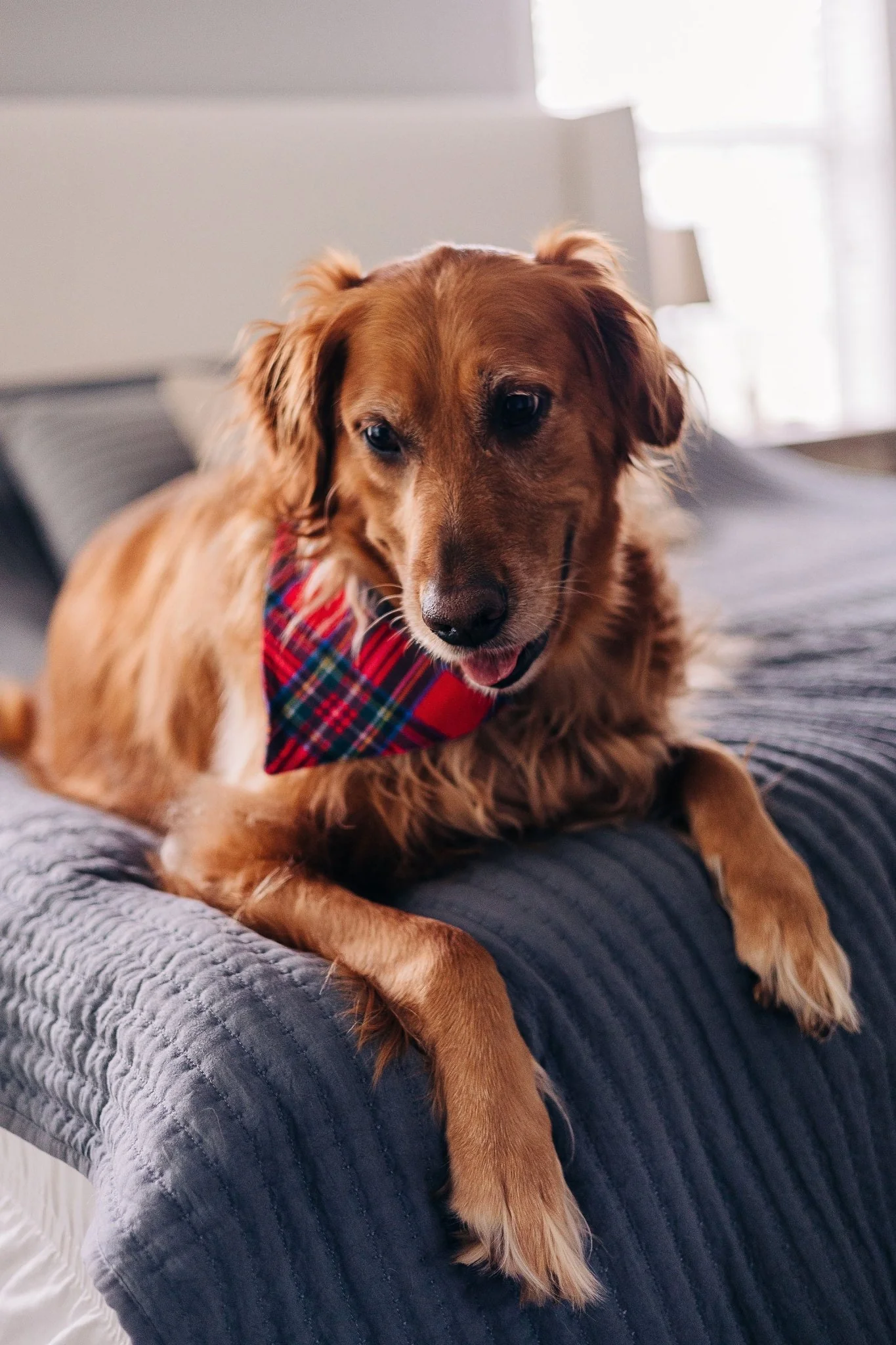 Tartan - Pet Bandana Holiday Lounge - Image 3