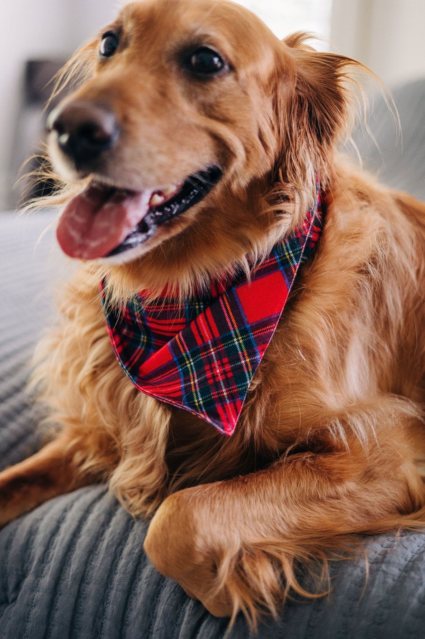 Tartan - Pet Bandana Holiday Lounge - Image 4