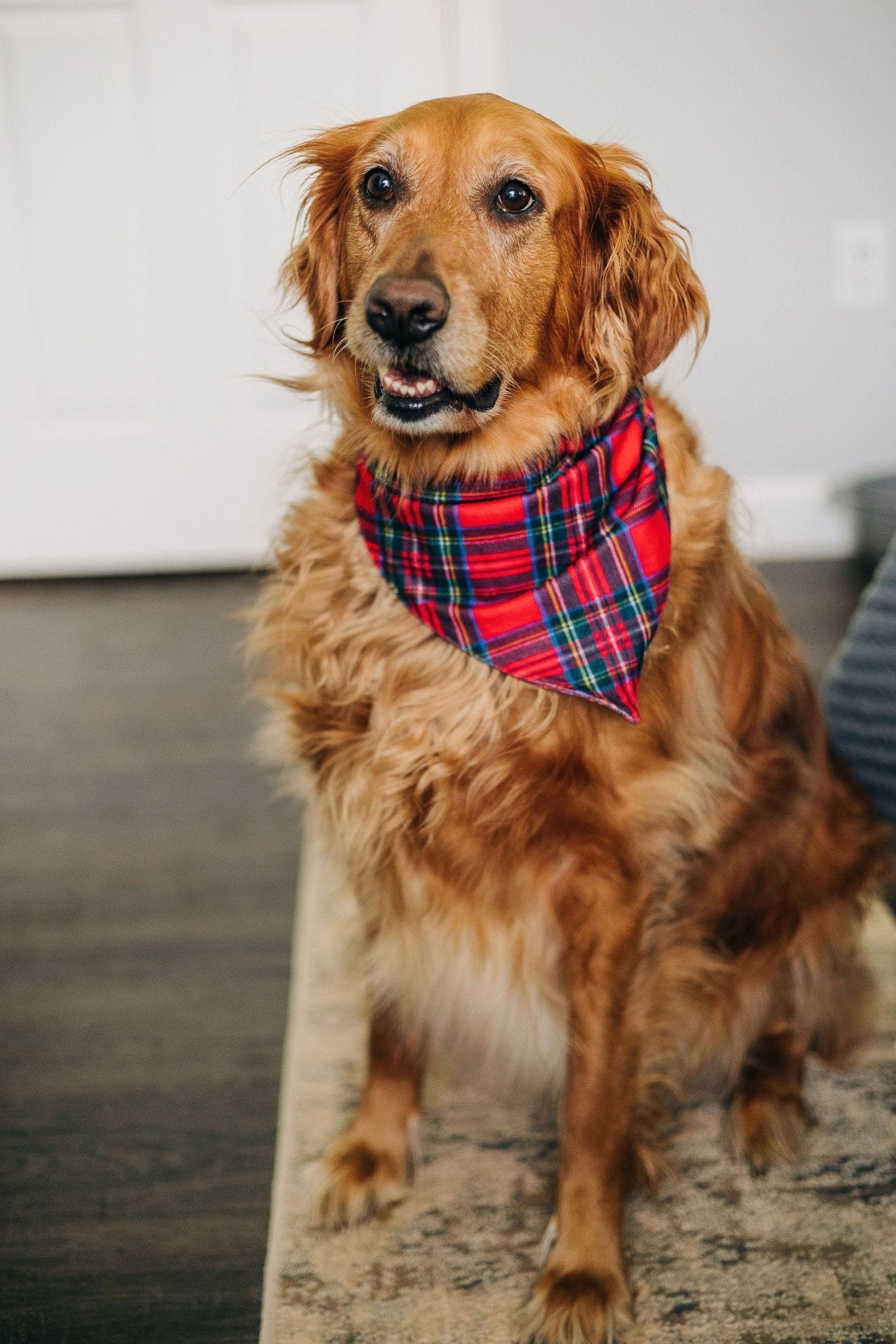 Tartan - Pet Bandana Holiday Lounge - Image 5