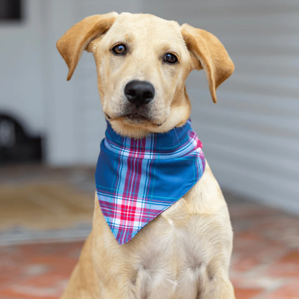 Winter Plaid - Pet Bandana Holiday Lounge